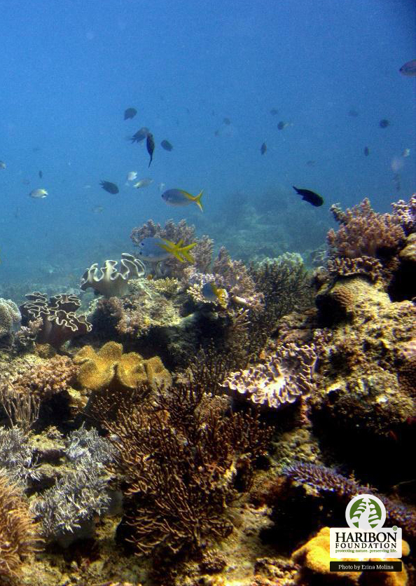 A Palawan coral reef during an underwater survey. Photo by Erina Molina.jpg